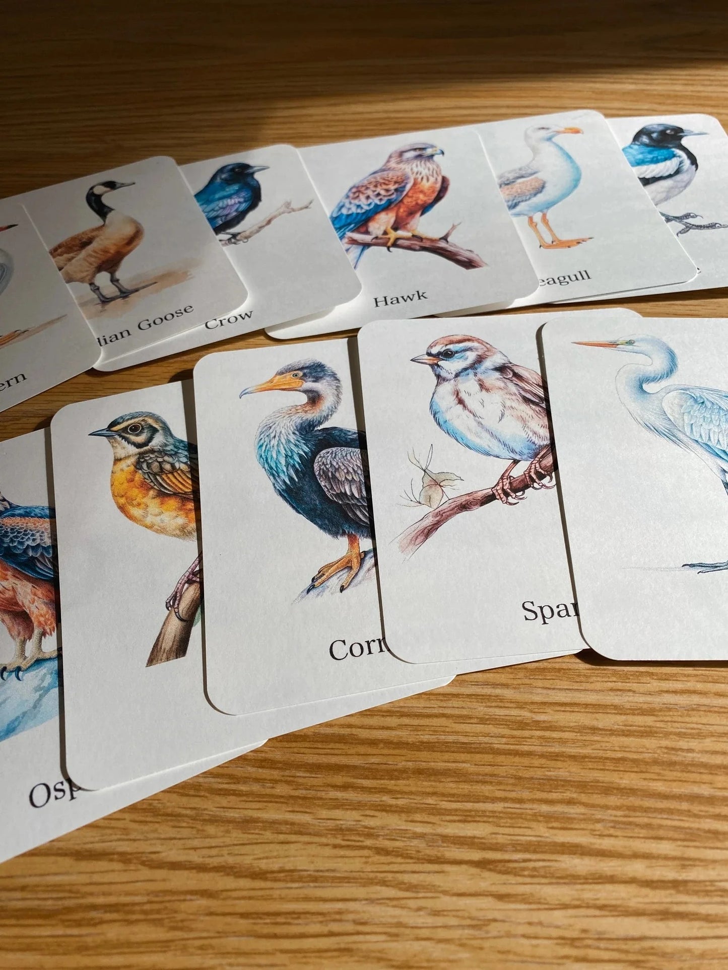 56 Printable Bird Flashcards for Kids | Bird Species Learning & Nature Study Cards
