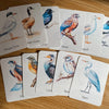 56 Printable Bird Flashcards for Kids | Bird Species Learning & Nature Study Cards