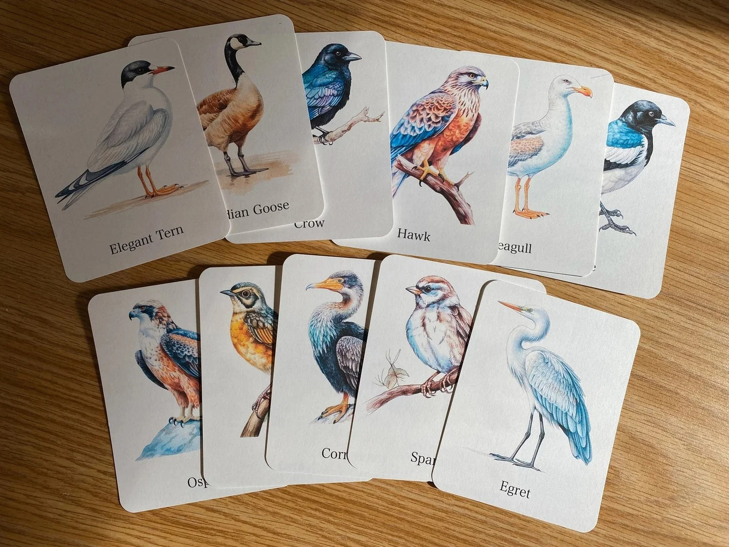 56 Printable Bird Flashcards for Kids | Bird Species Learning & Nature Study Cards