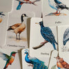 56 Printable Bird Flashcards for Kids | Bird Species Learning & Nature Study Cards
