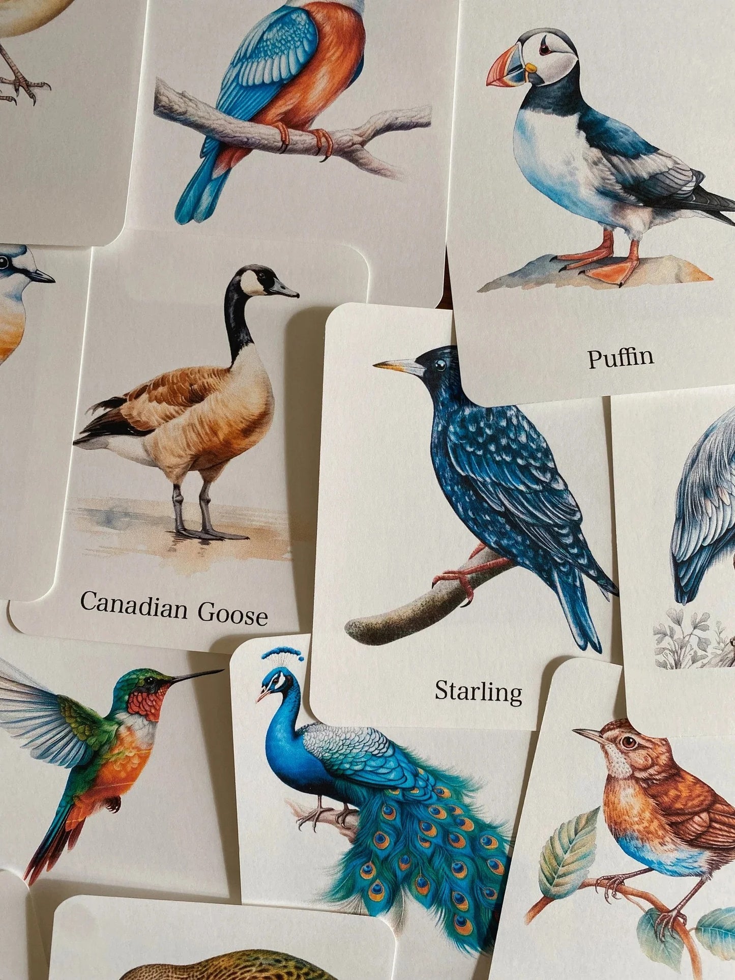 56 Printable Bird Flashcards for Kids | Bird Species Learning & Nature Study Cards
