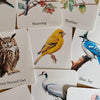 56 Printable Bird Flashcards for Kids | Bird Species Learning & Nature Study Cards
