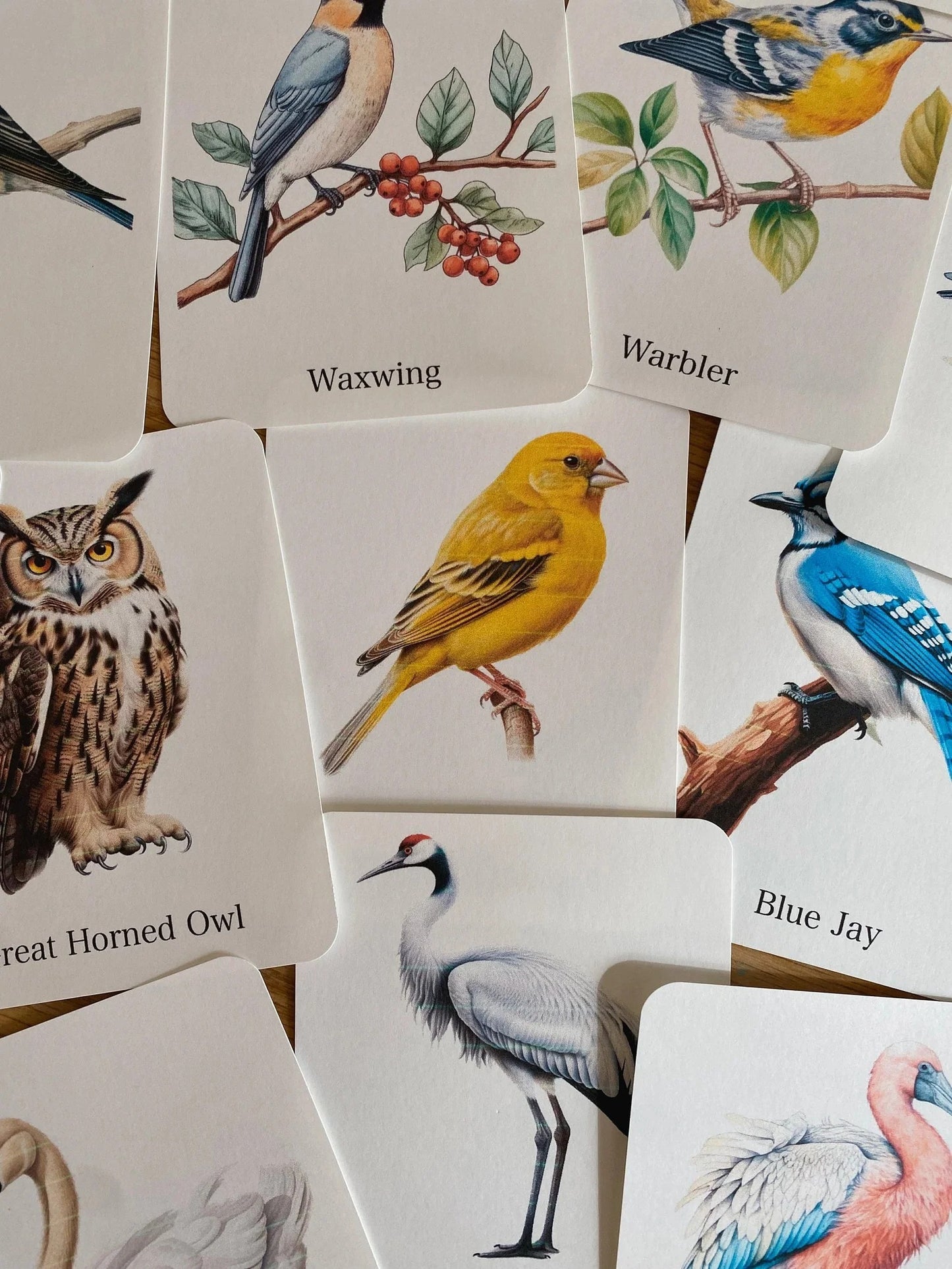 56 Printable Bird Flashcards for Kids | Bird Species Learning & Nature Study Cards