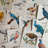 56 Printable Bird Flashcards for Kids | Bird Species Learning & Nature Study Cards