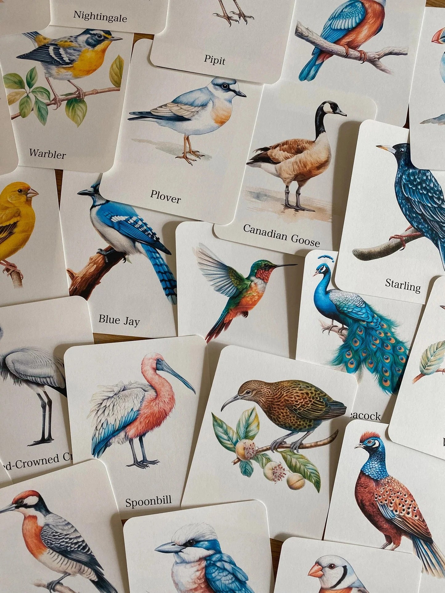 56 Printable Bird Flashcards for Kids | Bird Species Learning & Nature Study Cards